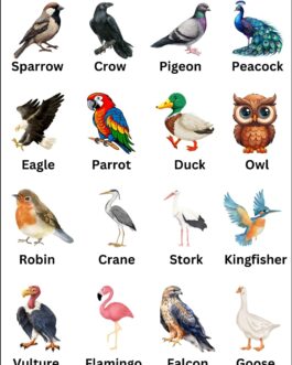 Birds Flashcards