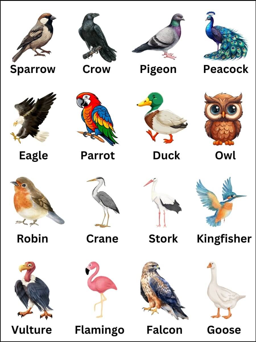 Birds pictures with names