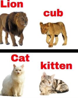 Animals And Their Babies