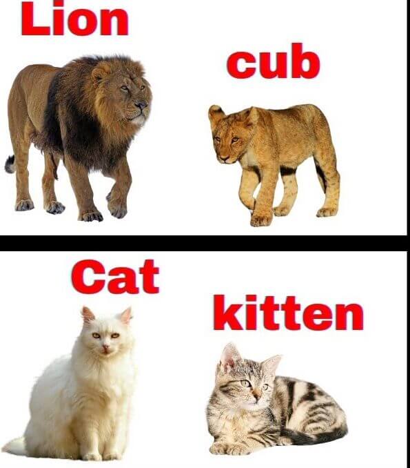 animals and their babies